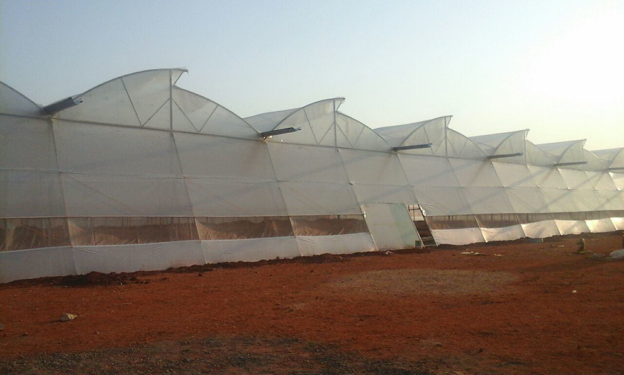 Naturally Ventilated Polyhouse