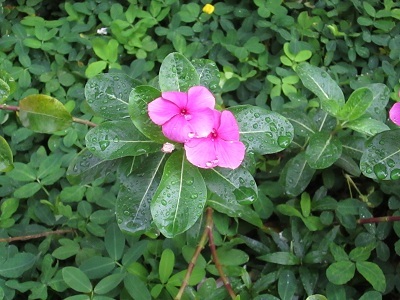 Vinca Rosea Leaf, Roots Shelf Life: 12 Months