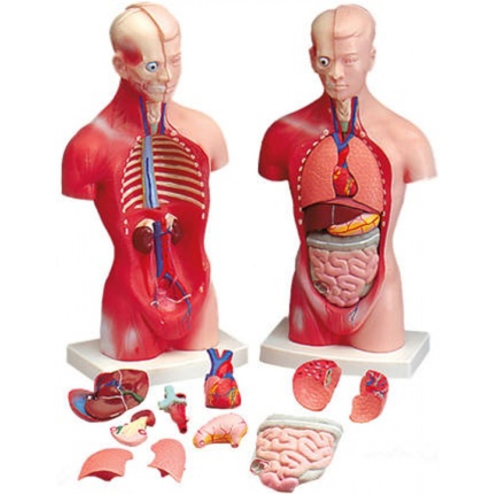 Human Body Models