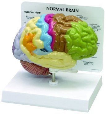 Human Body Models