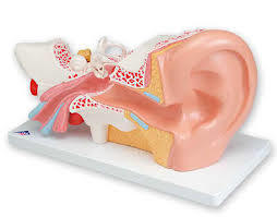 Human Ear Model - High-Quality Plastic, Life-Size Replica Approx. 15 cm x 10 cm x 10 cm, Multicolor Skin Tone, Detailed Anatomical Structure, Pre-Assembled on Base
