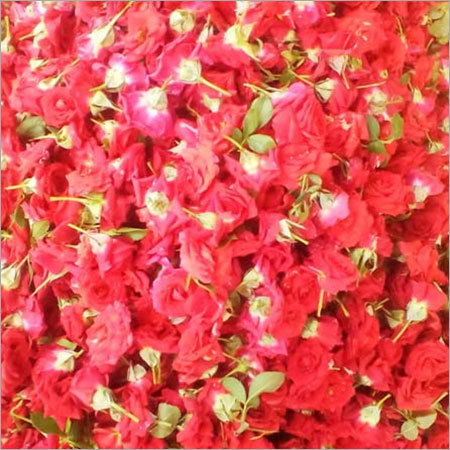 मिराबेल गुलाब का फूल