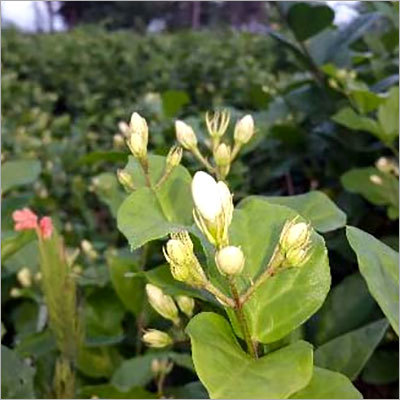 ताजा जेसमिन का फूल