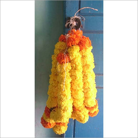 ताजा गेंदा का फूल