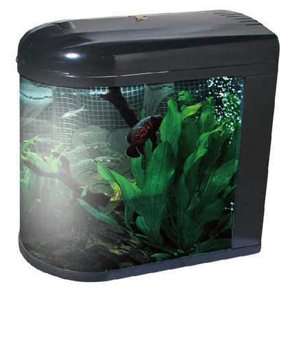 मछली एक्वेरियम