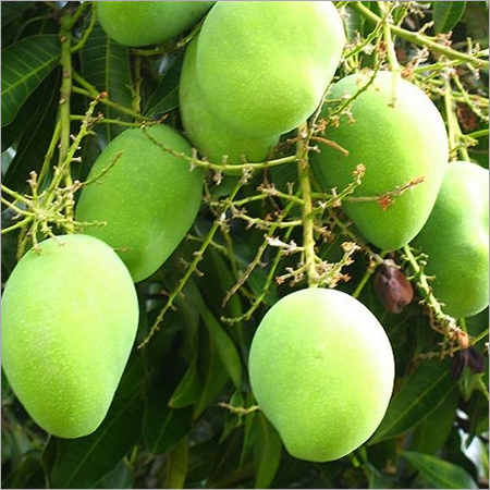 आम