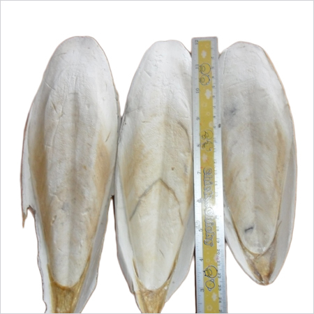 Cuttlefish Bone