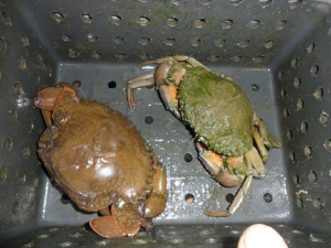 Mud Crab