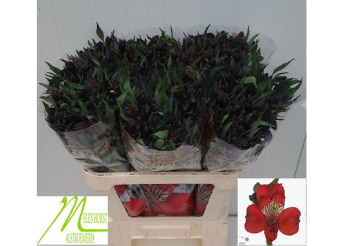 एलस्ट्रोएमरिया रेड इंका फ्लावर