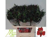 एलस्ट्रोएमरिया रेड इंका फ्लावर