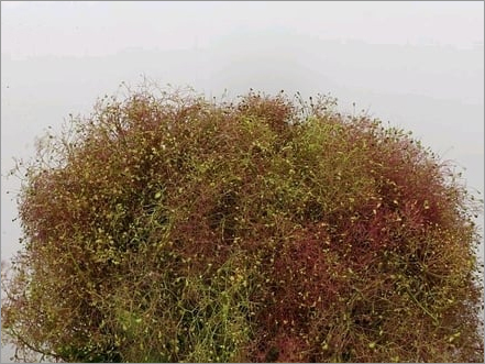 कोटिनस रूब्रिफोलियस प्रिक फूल