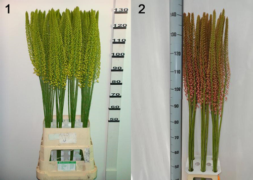 एरेमुरस फ्लावर्स