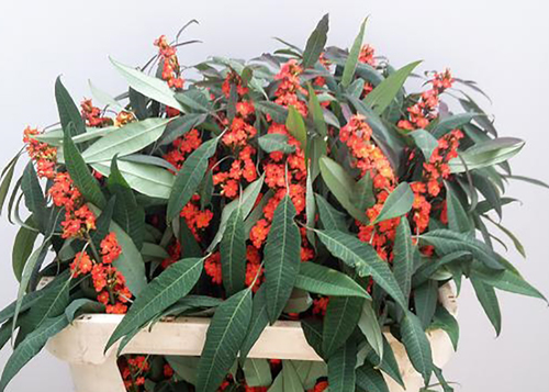 यूफोरबिया ऑरेंज क्वीन फ्लावर्स