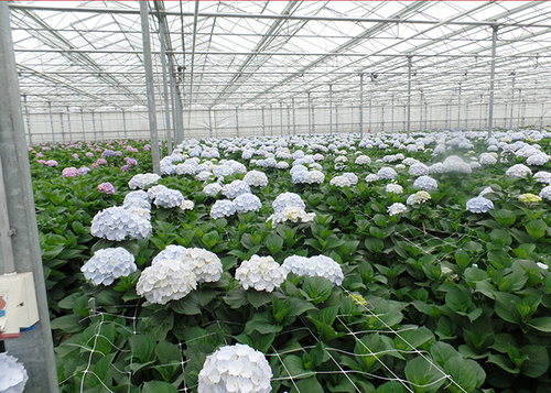 3 वीरेना ब्लू फ्लावर