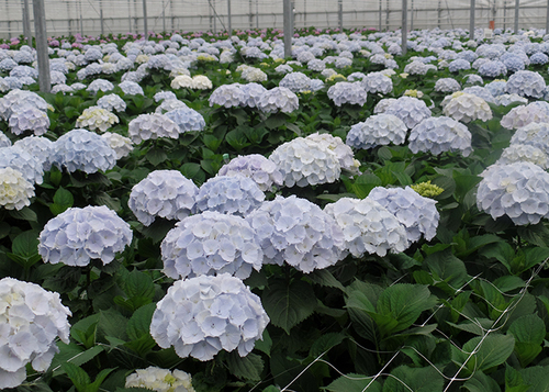 4 वेरेना ब्लू फ्लावर