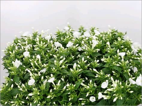 White Phlox Danielle Flowers