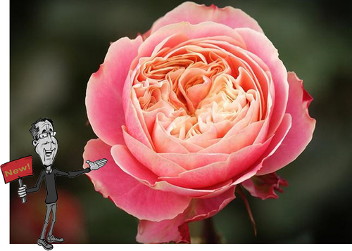 रोज़ेज़ विक्टोरियन क्लासिक फ्लावर्स