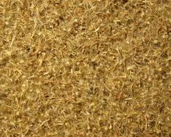 स्टीविया बीज