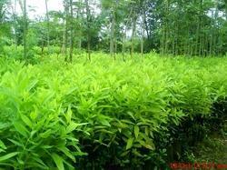 चंदन के पौधे