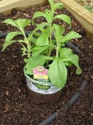 प्लांटेशन के लिए स्टीविया रेबौडियाना पौधे