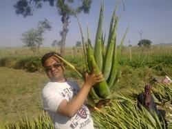 एलो वेरा के पौधे