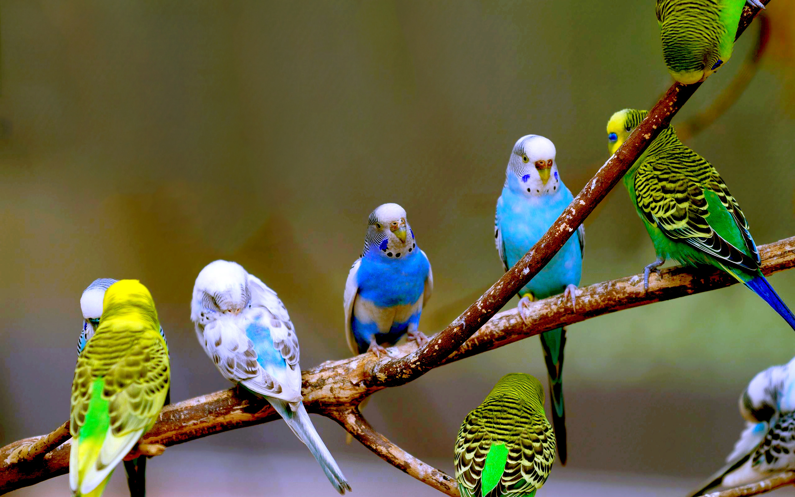 Emerald Budgerigars