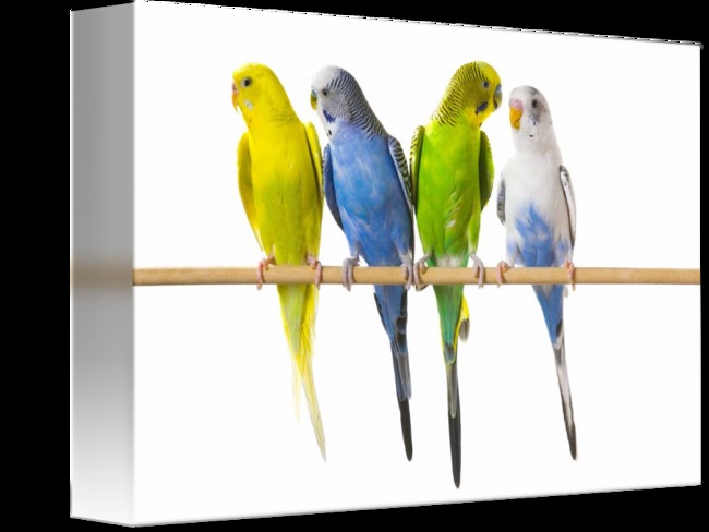 Emerald Budgerigars