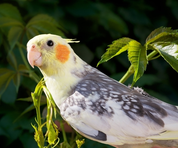 Cockatiels