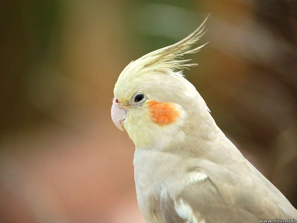Cockatiels