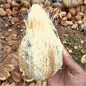 ताज़ा नारियल