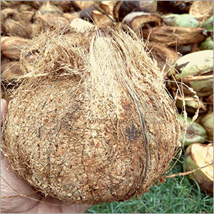 सूखे नारियल