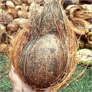 सूखे नारियल