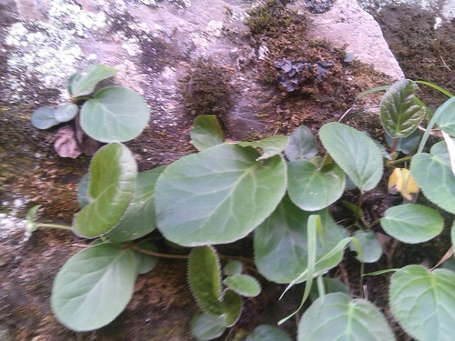 Bergania Ligulata Ingredients: Herbs
