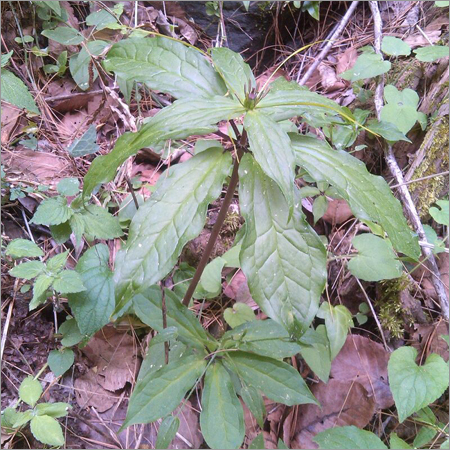 Paris Polyphylla