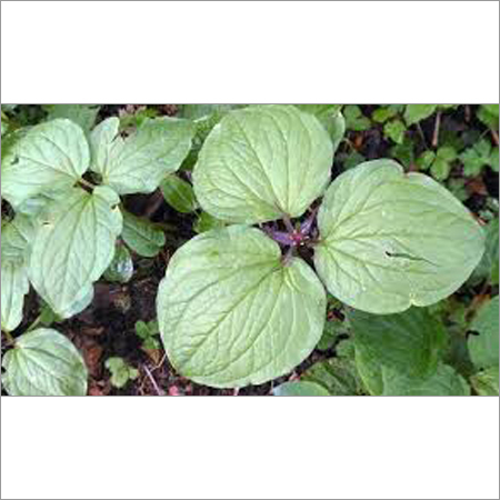 Trillidium Govanianum Ingredients: Herbs