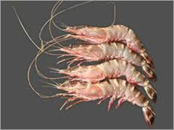 Shrimp