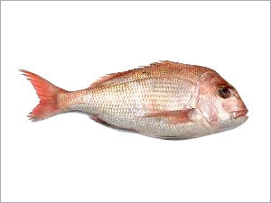 सफेद स्नैपर मछली