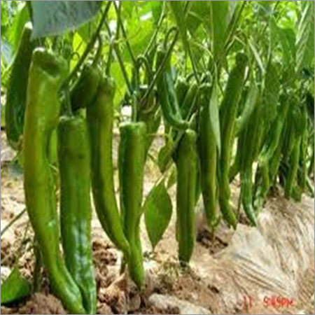 Chilli Seeds