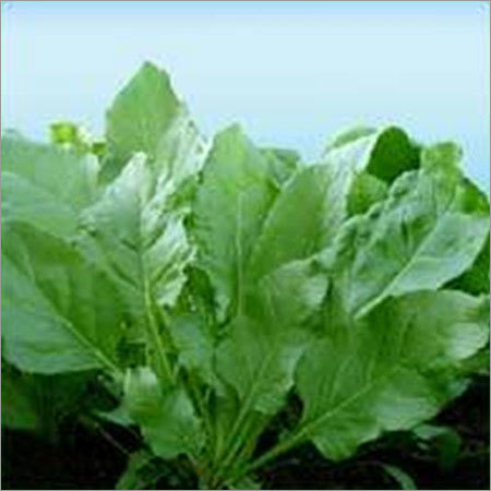 Spinach Seeds