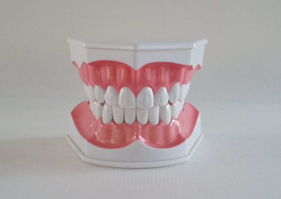 Tooth Brush Model