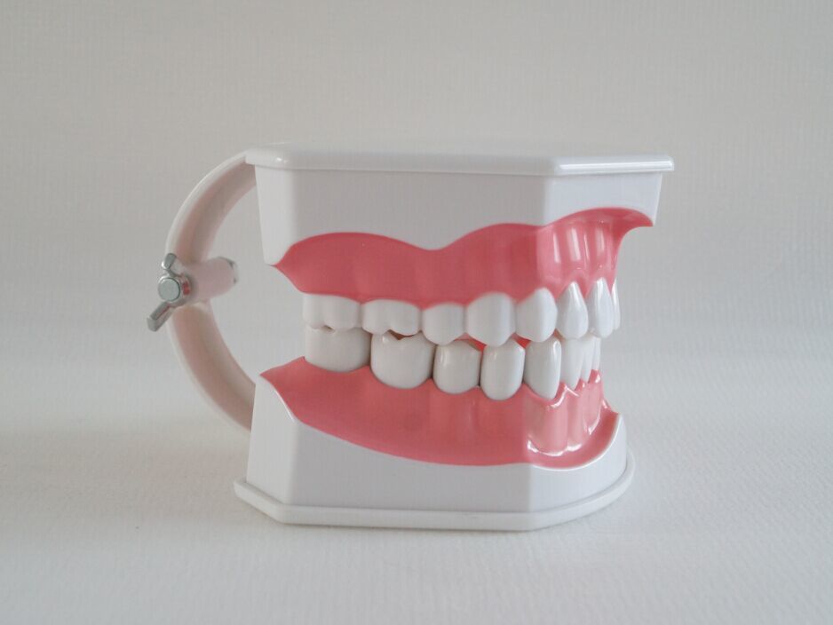 Tooth Brush Model
