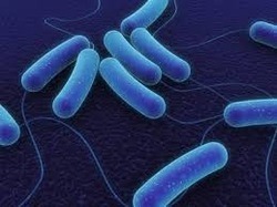 Bacillus Subtilis Powder - Additives: Feed