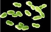 Bacillus Clausii - Additives: Food & Phamra