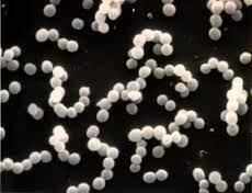 Lactobacillus Lactis Probiotic Powder - Additives: Food