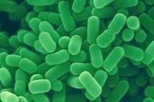 Lactobacillus Plantarum Probiotic Powder - Additives: Food