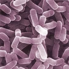 Lactobacillus Casei Probiotic Powder - Additives: Food