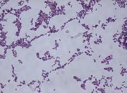 Bacillus Subtilis - Additives: Feed