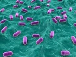 Lactobacillus Reuterii Probiotic Powder - Additives: Food