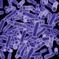 Bacillus Mesentericus - Additives: Feed