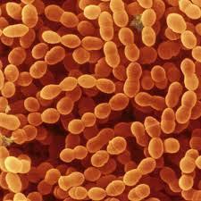 Streptococcus Thermophilus - Additives: Food